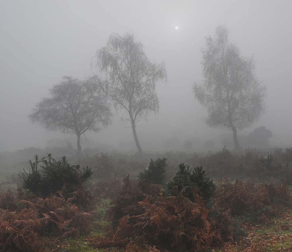 Autumn Misty Morning, Furzley Common